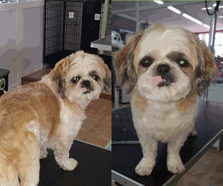Relax Dog imagenes sobre la tienda, la peluquería canina y las instalaciones en formato gif